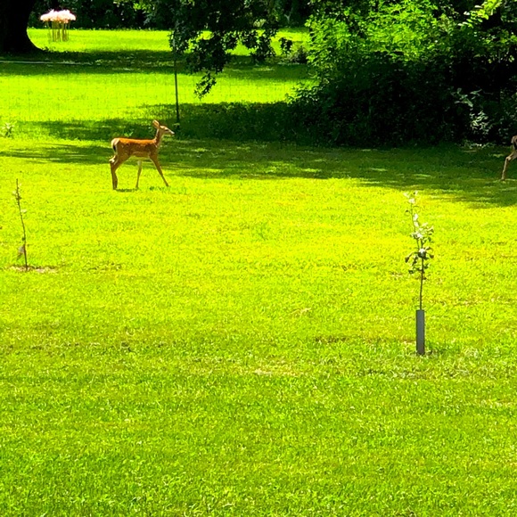 Meet Your Posher Brenda - Picture 8 of 9